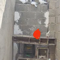 چندتایی کبوتر طوقی|پرنده|جم, |دیوار