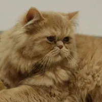 گربه پرشین فلت اصیل|گربه|اصفهان, بهارستان|دیوار