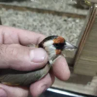 سهره سرسیاه و کرمونی رام وحش|پرنده|فسا, |دیوار