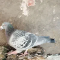 کبوتر پرشی و جوجه کشی