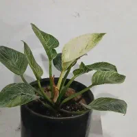 فروش فوق العاده گل بمناسبت روز مادر|گل و گیاه طبیعی|تالش, هشتپر|دیوار