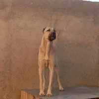 فروش سگ