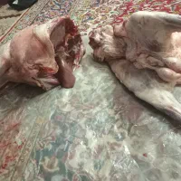 بره نر بزغاله میش بز گاو گوساله گوشتی