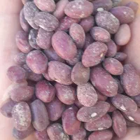 فروش عمده لوبیا قرمز بوجاری درجهیک در سعادتشهر|عمدهفروشی|پاسارگاد, |دیوار