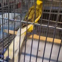 قناری رسمی بلند دم ۱۱ونیم تا ۱۲ونیم