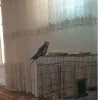 گم شده عروس پاریس