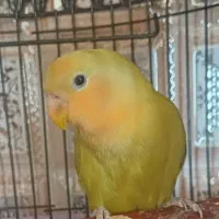 طوطی برزیلی نژاد دار