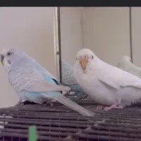 دو جفت مرغ عشق با ی جفت تخم