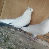 کفتر دم سیاه