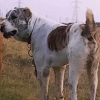 فروشی سگ آلابای