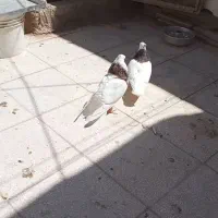 جفت طوقی با جوجه