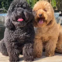 پودل نر|سگ|کرج, خرمدشت|دیوار