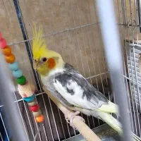 پرنده|پرنده|گراش, |دیوار