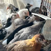 جوجه گلین سه ماهه