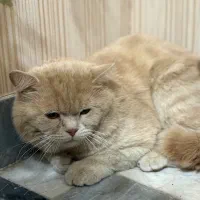 یک عدد گربه به فروش میرسد
