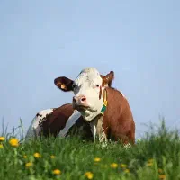 گاوداری-گوشتی-5000-متر