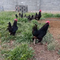 تخم نطفه دار مرندی - گراش