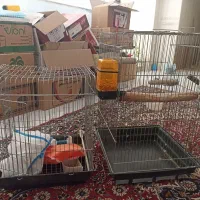قفس پرنده