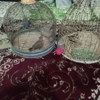 قناری خاکی