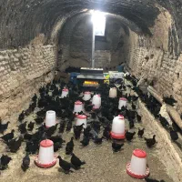 جوجه ۴۰ روز