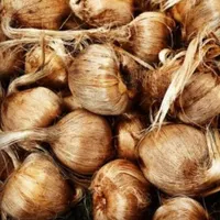 پیاز زعفران