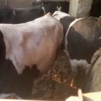 گوسال گوسفند بره نر بزغاله