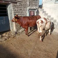 گوساله سیمینتال ماده|حیوانات مزرعه|کرمانشاه, |دیوار