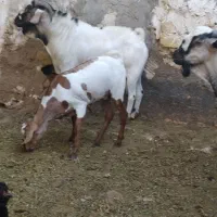 فروش عدد حیوان سومال|حیوانات مزرعه|کوخرد هرنگ, |دیوار