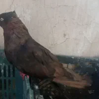 کفتر کبوتر سرخ