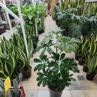 شفلرا پر ریشه شامادورا دیفن سانسوریا پتوس یوکا کاج|گل و گیاه طبیعی|قم, ولیعصر|دیوار