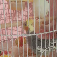 جوجه عروس هلندی به شرط حرف زدن|پرنده|گلپایگان, |دیوار