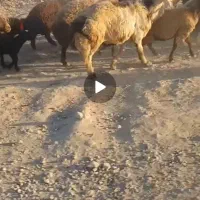 گوسفند|حیوانات مزرعه|فریدونشهر, |دیوار