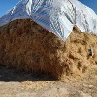 فروش یونجه در تسوج|خدمات باغبانی و درختکاری|تسوج, |دیوار