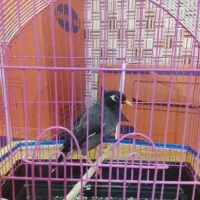 مرغ مینا|پرنده|درگهان, |دیوار