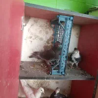 4تا کفتر خوب|پرنده|پاکدشت, پارچین|دیوار