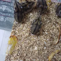 همستر کوتوله روسی|موش و خرگوش|سنندج, |دیوار