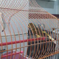 قناری قور ماده آماده آماده