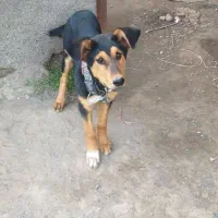 سگ ژرمن ماده بالغ
