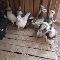 پرشی|پرنده|قم, ناصردیوان|دیوار