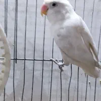 کوتوله ماده