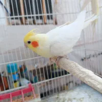 عروس هلندی سخنگو نر