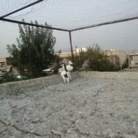 کفتر|پرنده|شیراز, شهرک گلها|دیوار