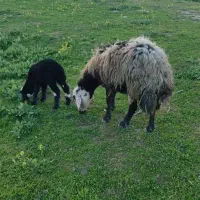 شیشک میش وبره