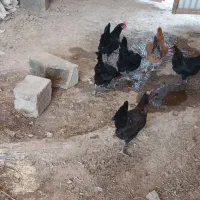 مرغ وخروس
