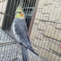 عروس هلندی|پرنده|اصفهان, قهجاورستان|دیوار