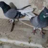 سه عدد کبوتر خوب|پرنده|اصفهان, دستگرده|دیوار
