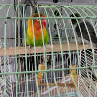 یک جفت کوتوله برزیلی با تخم.معاوضه با گرینچک
