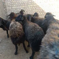 فروش گوسفند های ۵۰ کیلویی