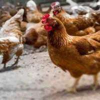 مرغ و خروس گلپایگان|حیوانات مزرعه|سارال, |دیوار