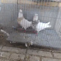 پرنده|پرنده|مبارکه, |دیوار